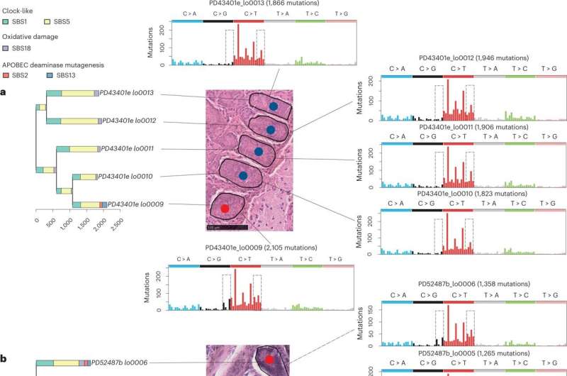 'Collateral damage' from normal cell function may cause mutations that play a role in cancer