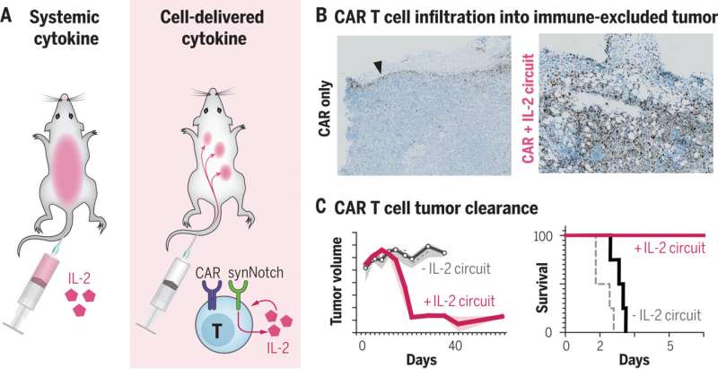 Killing pancreatic cancer with T cells that supercharge themselves