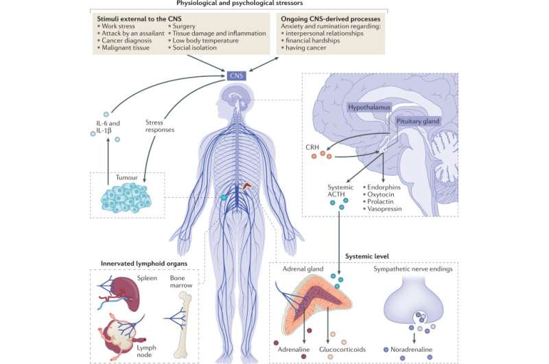 Medication to prevent anxiety, stress reactions and inflammation reduce risk of metastases after tumor surgery