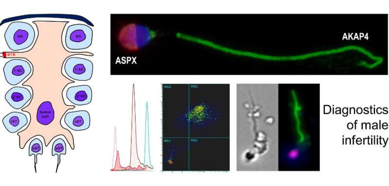 New testing method offers better diagnosis and treatment for the most severe form of male infertility