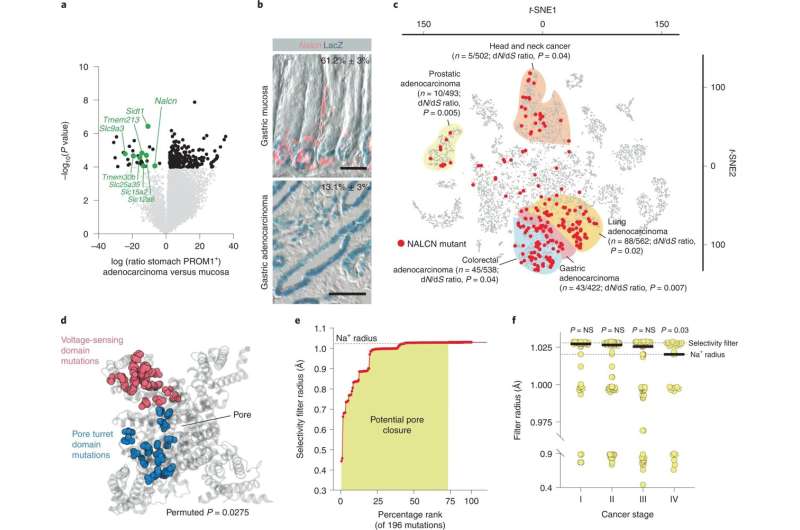 Breakthrough in understanding of how cancer spreads could lead to better treatments