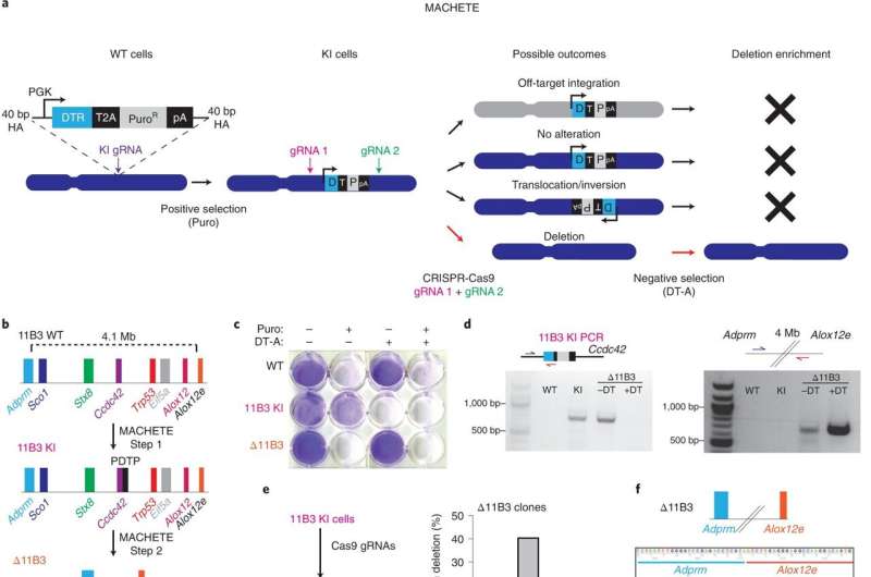 Researchers develop new machete technique to slice into cancer genome and study copy number alterations