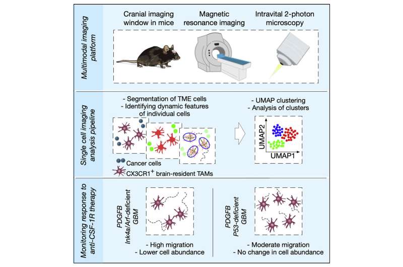 A window into the changing tumor microenvironment