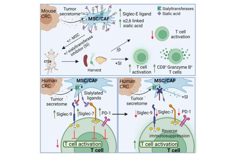 Researchers identify innovative strategy with potential to enhance bowel cancer treatment