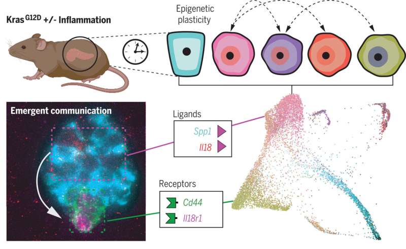 Expansion of cell-to-cell communication drives the early development of pancreatic cancer, new research in mice finds