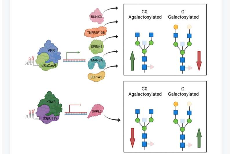 Mapping of the gene network that regulates glycan clock of aging