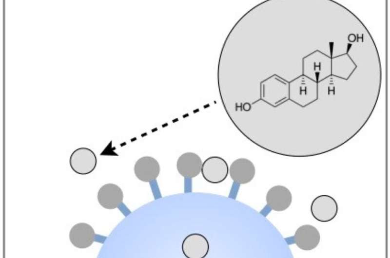 Consumer protection: Novel method for detecting hormonally active substances