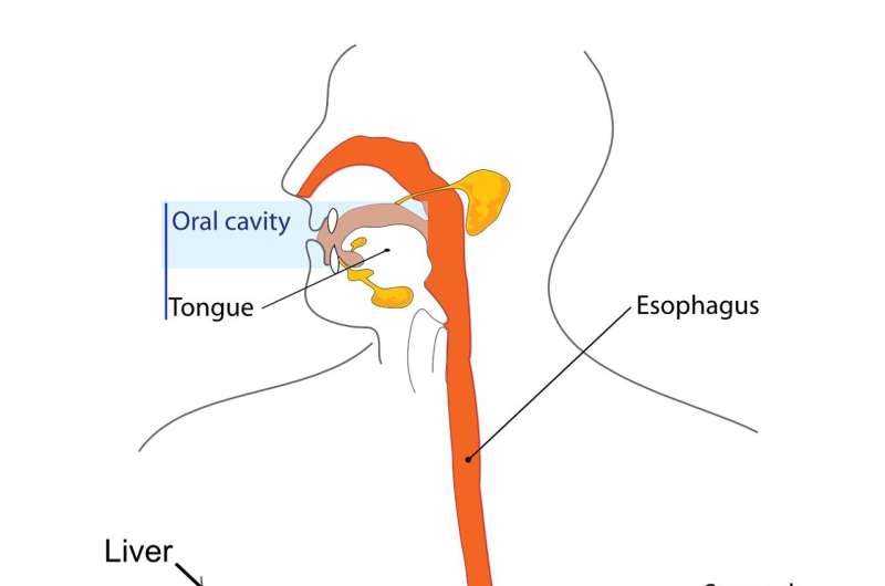 Researchers develop the first-ever ingestible electroceutical device to control appetite by hormone modulation