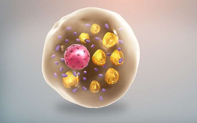 Sweet! How glycogen is linked to heat generation in fat cells