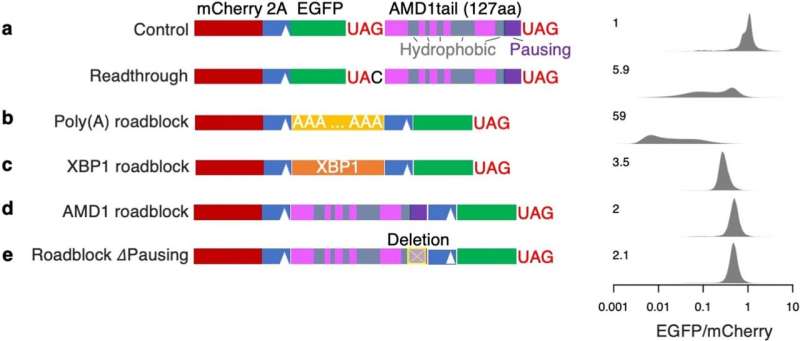 Illuminating tumor cells with dark proteins