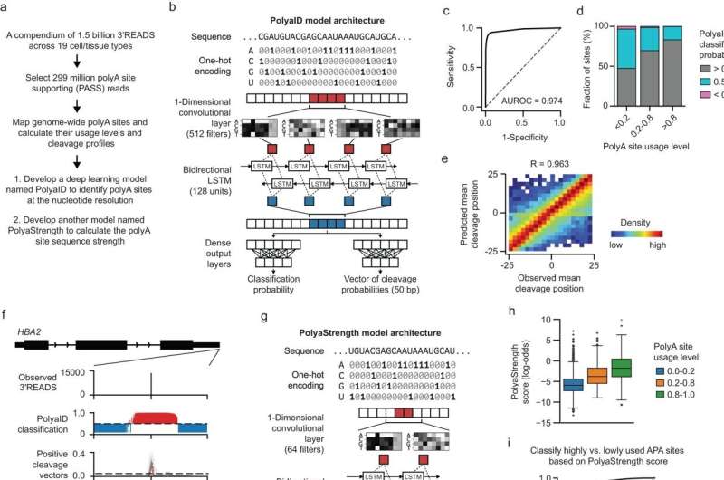 Developing deep learning models to understand the human genome