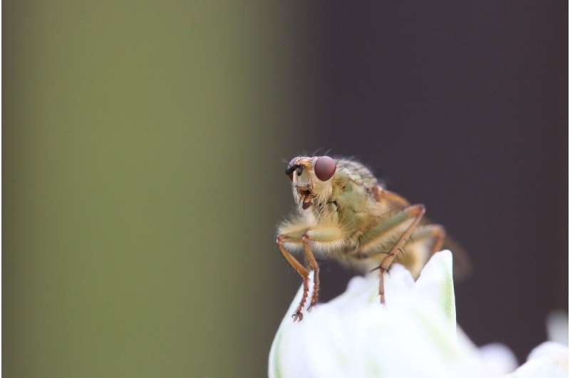 drosophila