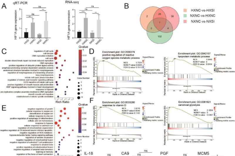 New insights into intervertebral disk degeneration: Role of oxygen concentration and HIF1A in nucleus pulposus cells