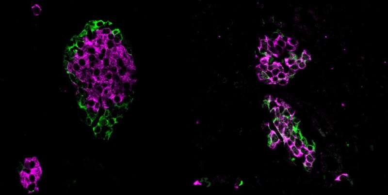 'Tiny but mighty' gene fragments are crucial for maintaining blood glucose levels, shows study