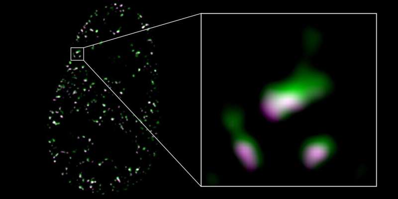 Components of cytoskeleton found to strengthen effect of sex hormones