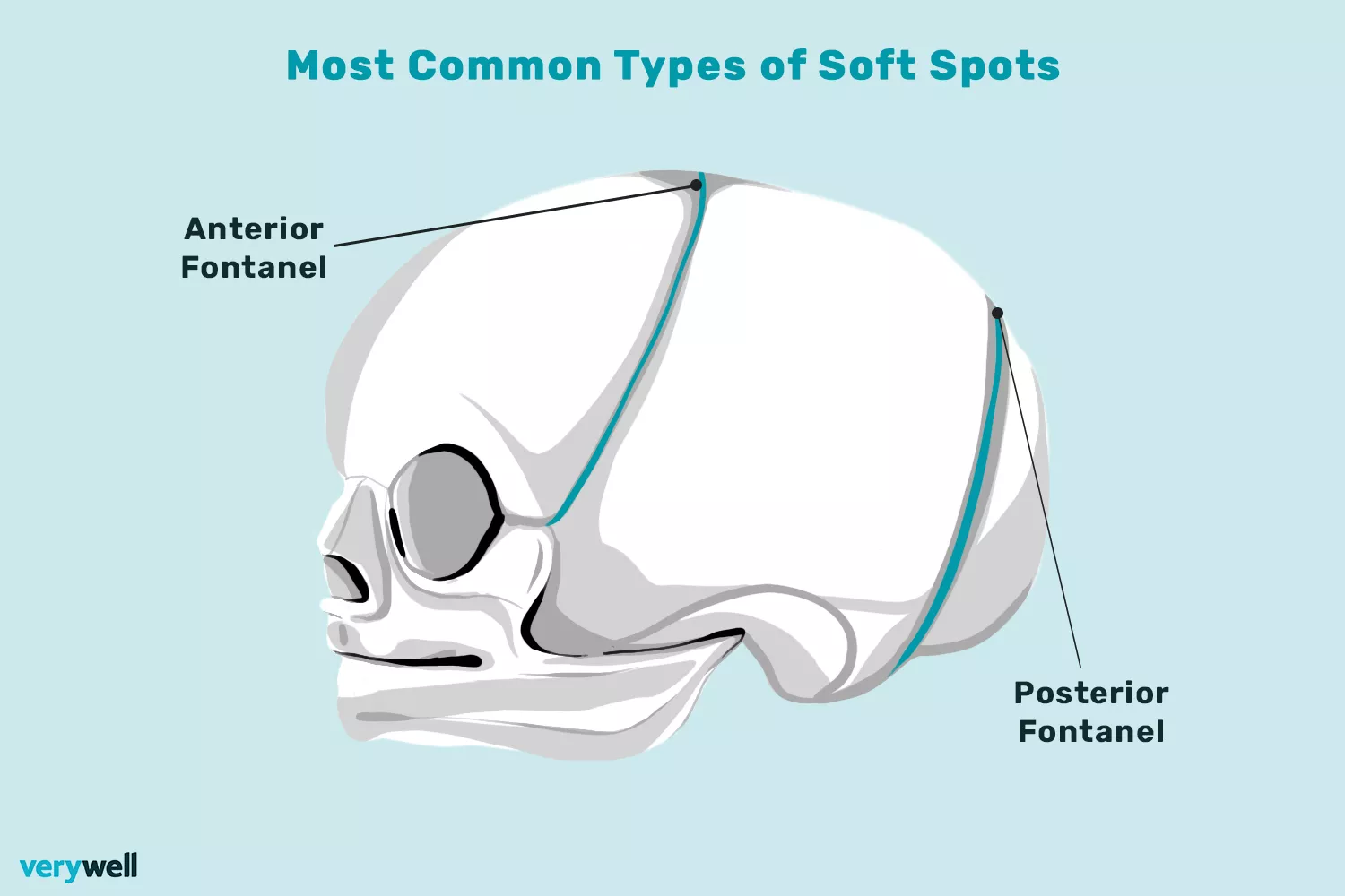 The Anatomy of the Baby Soft Spot