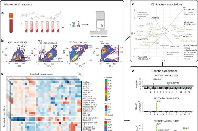 New framework to identify genetic risk of disease could lead to targeted therapeutics