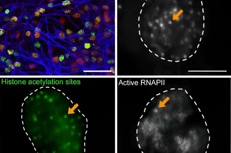 Histone acetylation and transcription factor dynamics lay the groundwork for gene expression in brain development