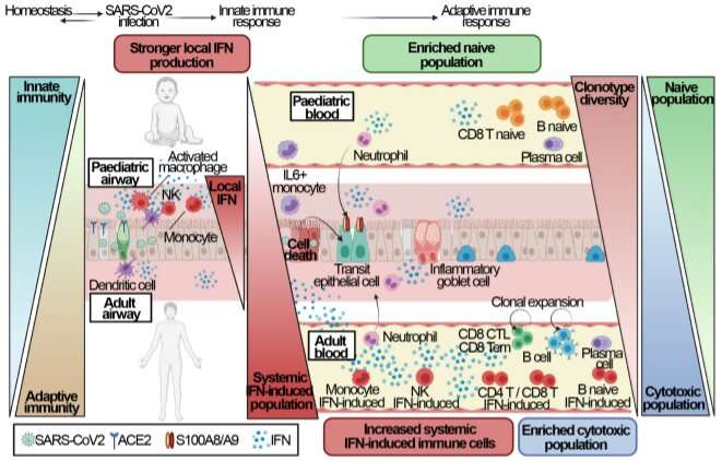 Rapid immune response in children protects them from COVID-19, genetic study finds