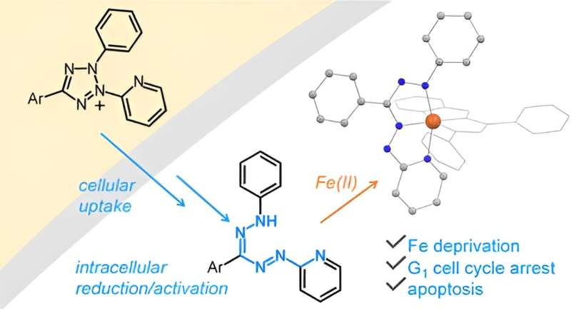 Researchers discover iron-targeting approaches to halt proliferation of cancer cells