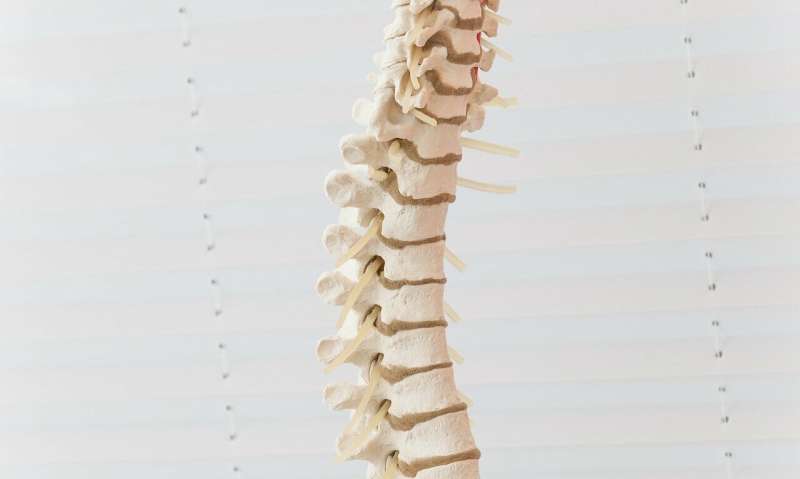 spine