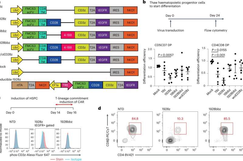 Genetic modifications improve the therapeutic efficacy of iPSC-derived CAR-T cells against solid tumors 