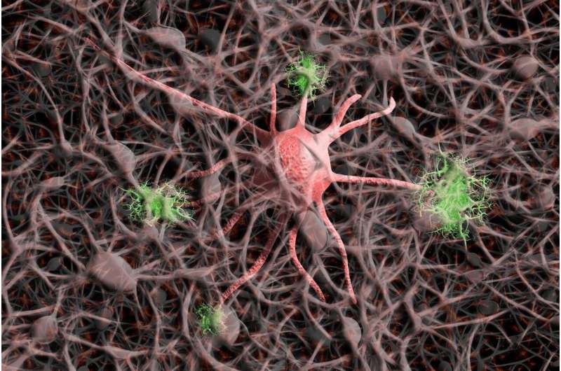 The brain's protein-destruction machine learns new tricks at synapses, potential target for neurological treatments