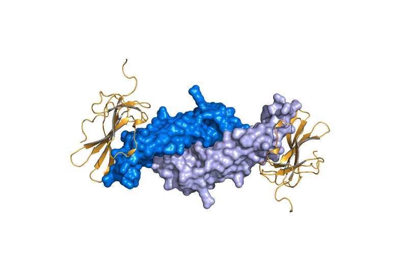 This hormone may be the missing ingredient to heart-healthy cholesterol levels for menopausal women