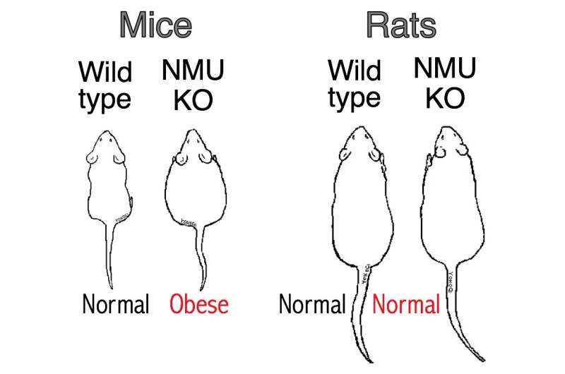 What makes mice fat, but not rats? Suppressing NMU, study finds