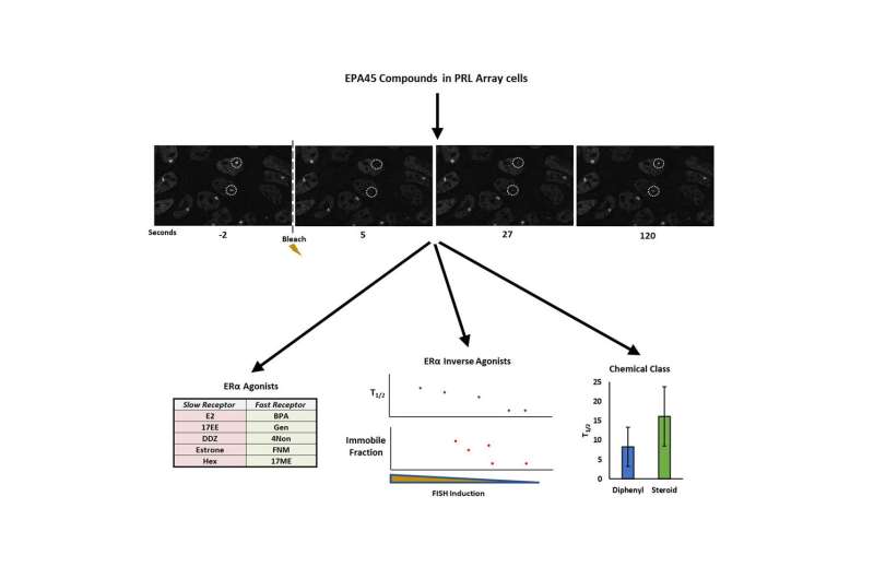 New research sheds light on transcription stimulated by estrogen receptor-α