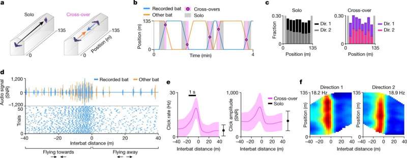 Study on bats reveals neurons rapidly switching gears