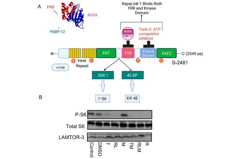 Study examines how mTOR complexes control energy metabolism