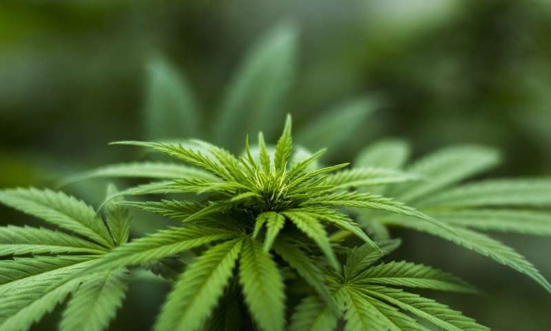 Cannabis poisoning in young children increased nine times after legalization 