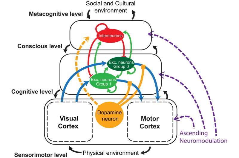 How the brain develops: A new way to shed light on cognition