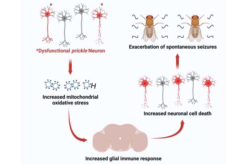 How the brain's immune system worsens epilepsy