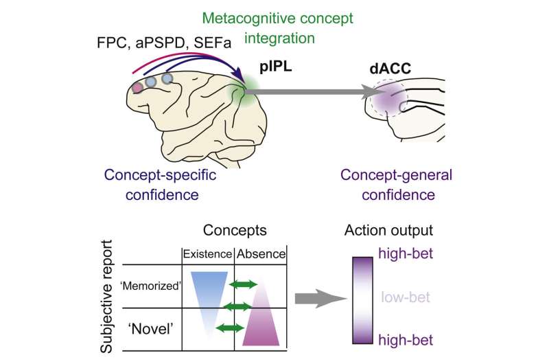 Brain region found to play a crucial role in weighing information from different sources