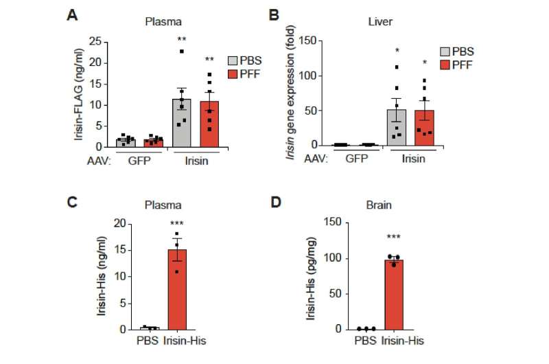 Exercise hormone halts Parkinson's disease symptoms in mouse study