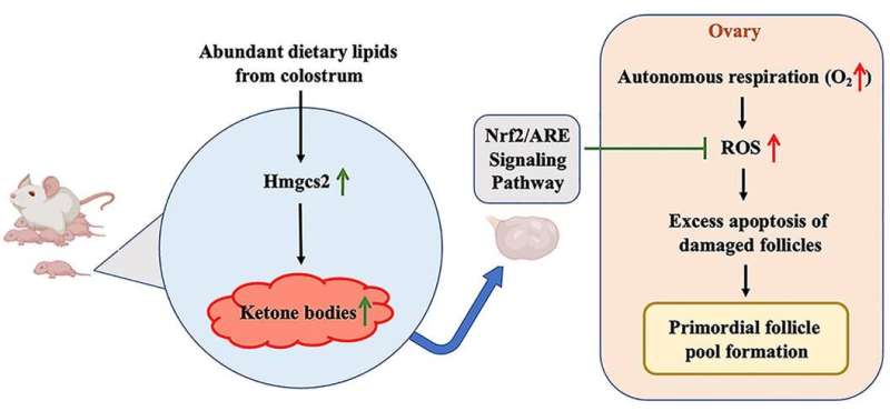 The neonatal ketone body is important for primordial follicle pool formation and regulates ovarian aging in mice