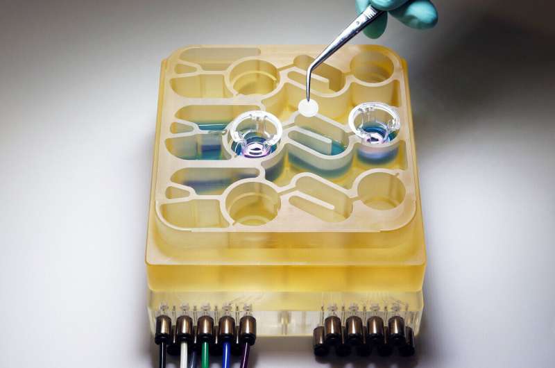 'Organs-on-a-chip' system sheds light on how bacteria in the human digestive tract may influence neurological diseases