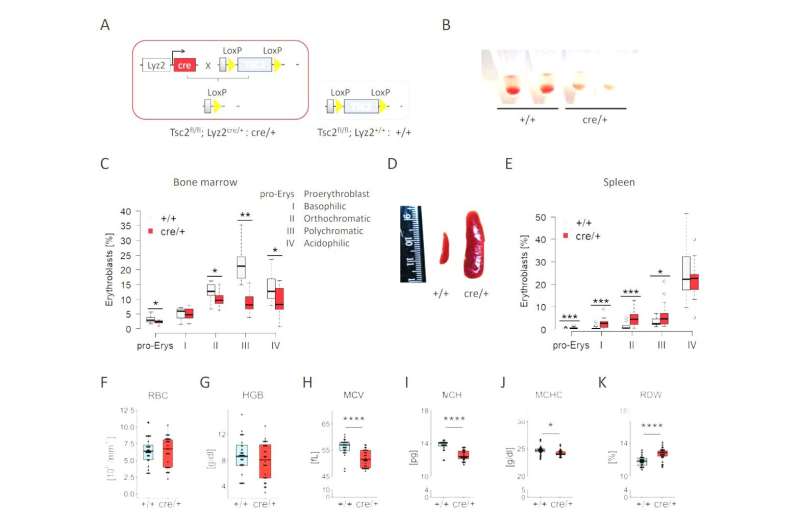 Important role of intestinal immune cells in iron deficiency identified for the first time