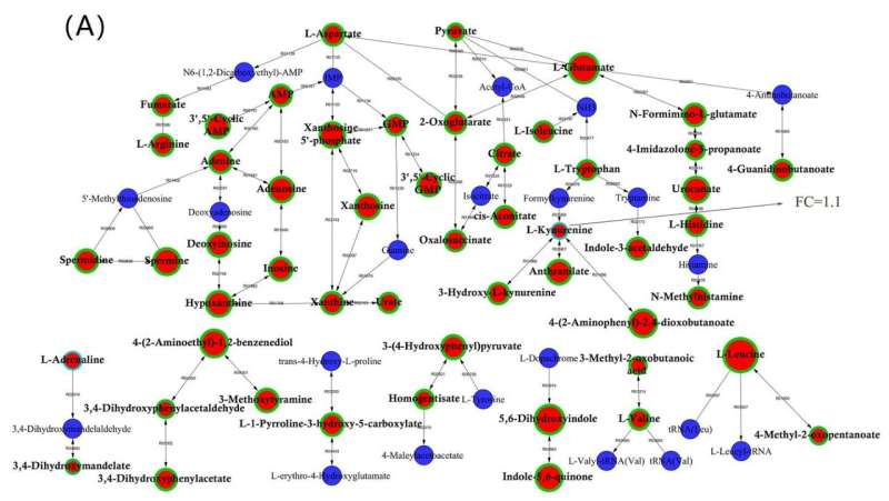 Hypoglycemic mechanism of Cyclocarya paliurus polysaccharide in type 2 diabetic rats