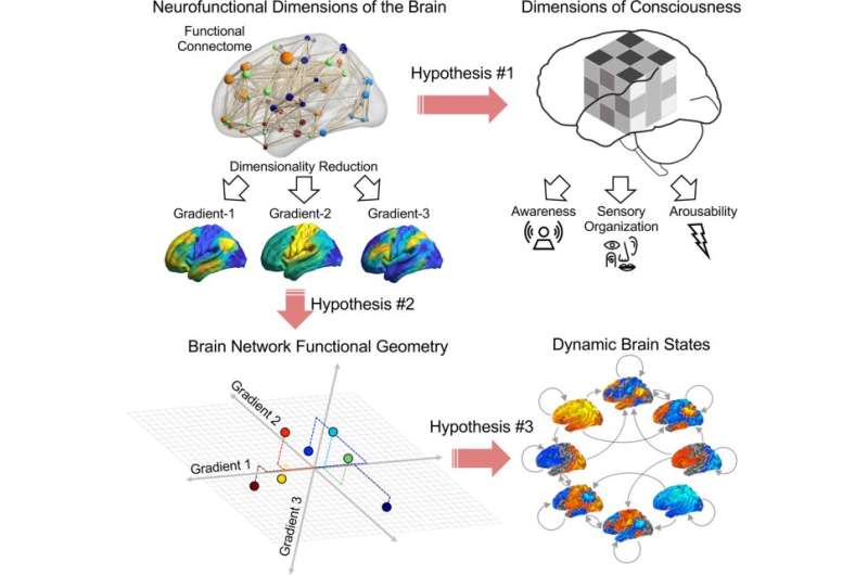 Geometry of brain, dimensions of mind: Researchers identify new ways to characterize states of consciousness