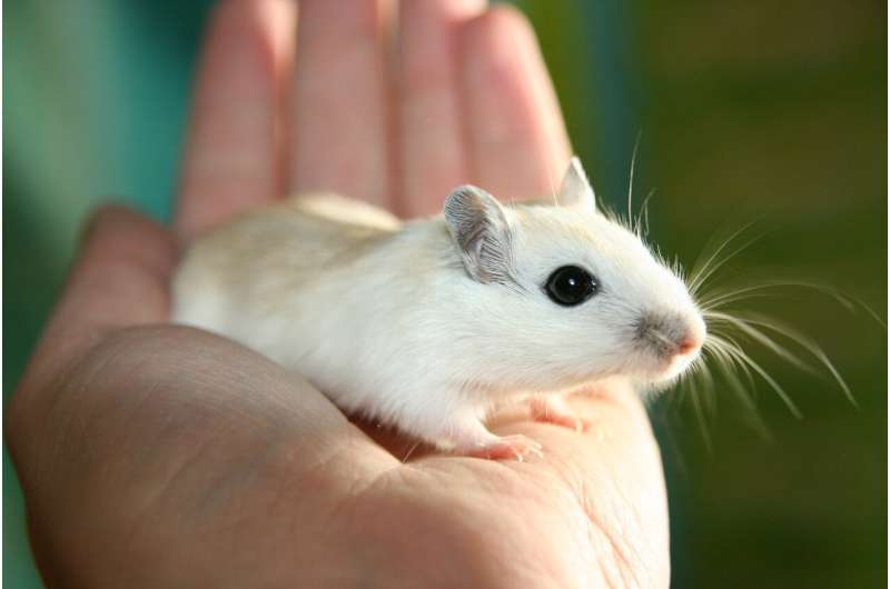 gerbil