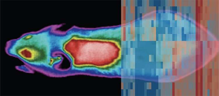 Change of temperature causes whole body reprogramming