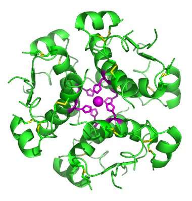 Only one human fat cell subtype responds to insulin stimulation