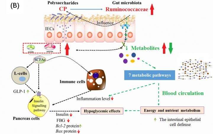 Hypoglycemic mechanism of Cyclocarya paliurus polysaccharide in type 2 diabetic rats