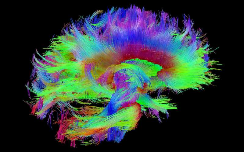 Most detailed map of brain's memory hub finds connectivity puzzle