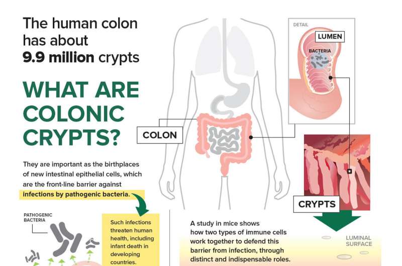 How T cell-derived interleukin-22 promotes antibacterial defense of colonic crypts