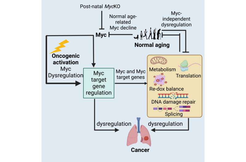 Researchers identify link between cancer-causing gene and aging