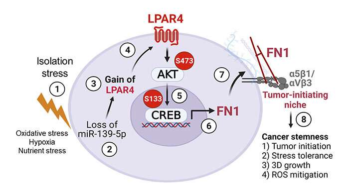 Stress-tolerant cells drive tumor initiation in pancreatic cancer